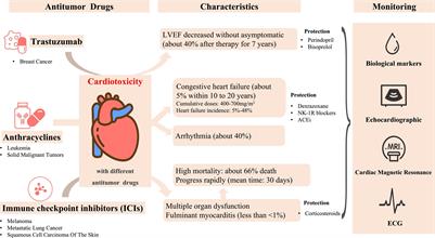 Clinical Manifestations, Monitoring, and Prognosis: A Review of Cardiotoxicity After Antitumor Strategy